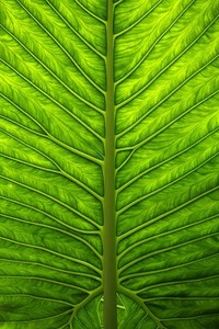 克罗地亚战胜斯洛文尼亚，欧洲杯预选赛中获胜